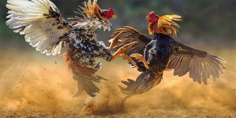 Khái quát chung về trực tiếp đá gà Thomo